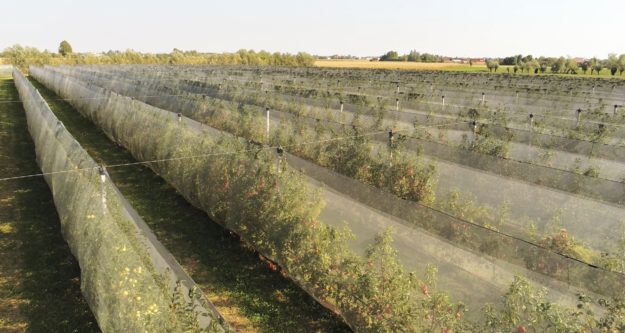 IMMAGINE INTRODUZIONE ANTI-INSETTO