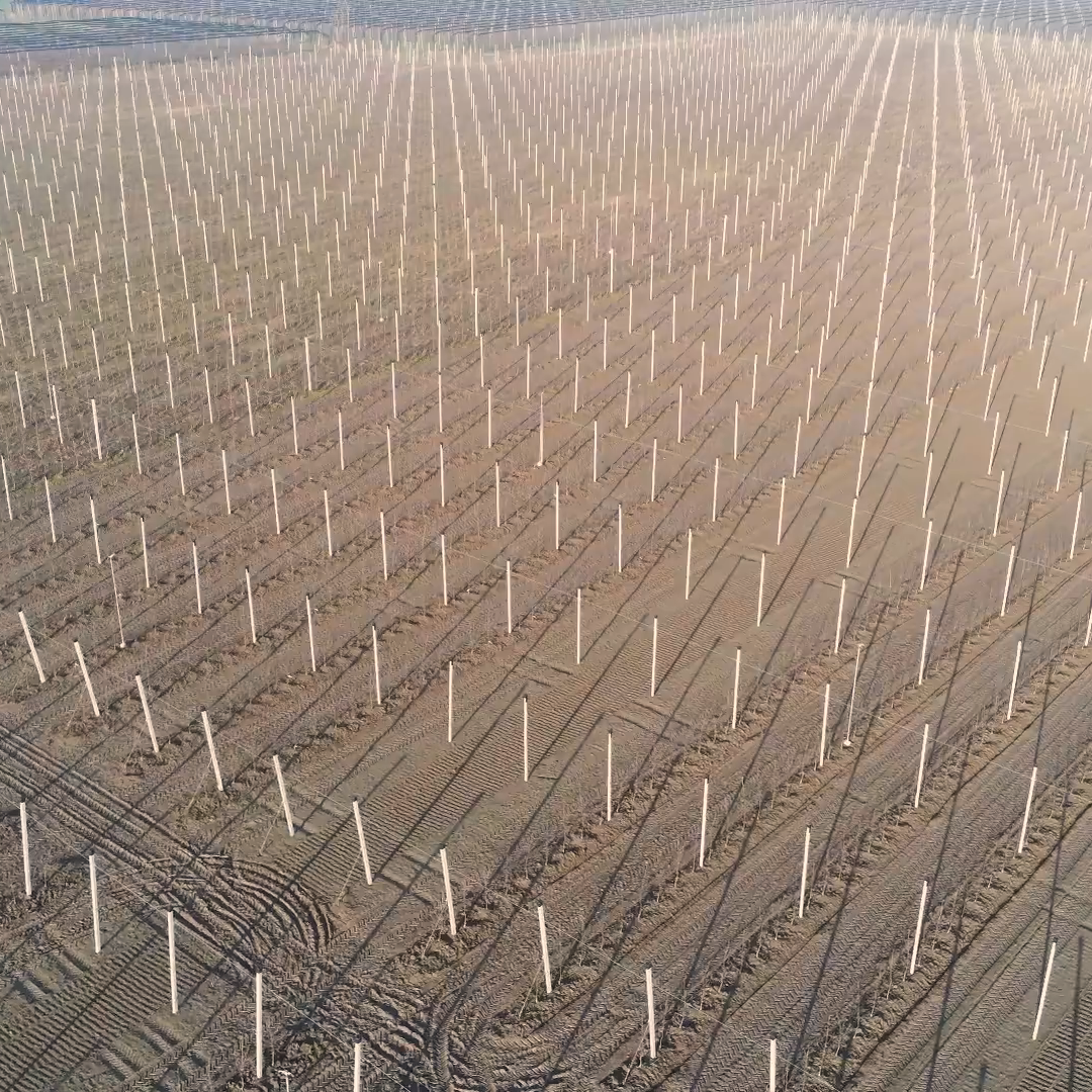 Pali in cemento per frutteti